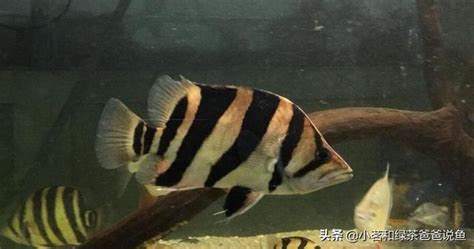 五腳虎飼養|好想知娃娃魚（五腳虎）要點養？